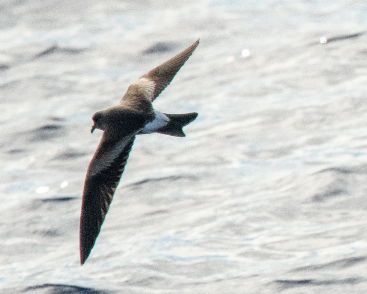 Leach's Storm-Petrel - ML625888411