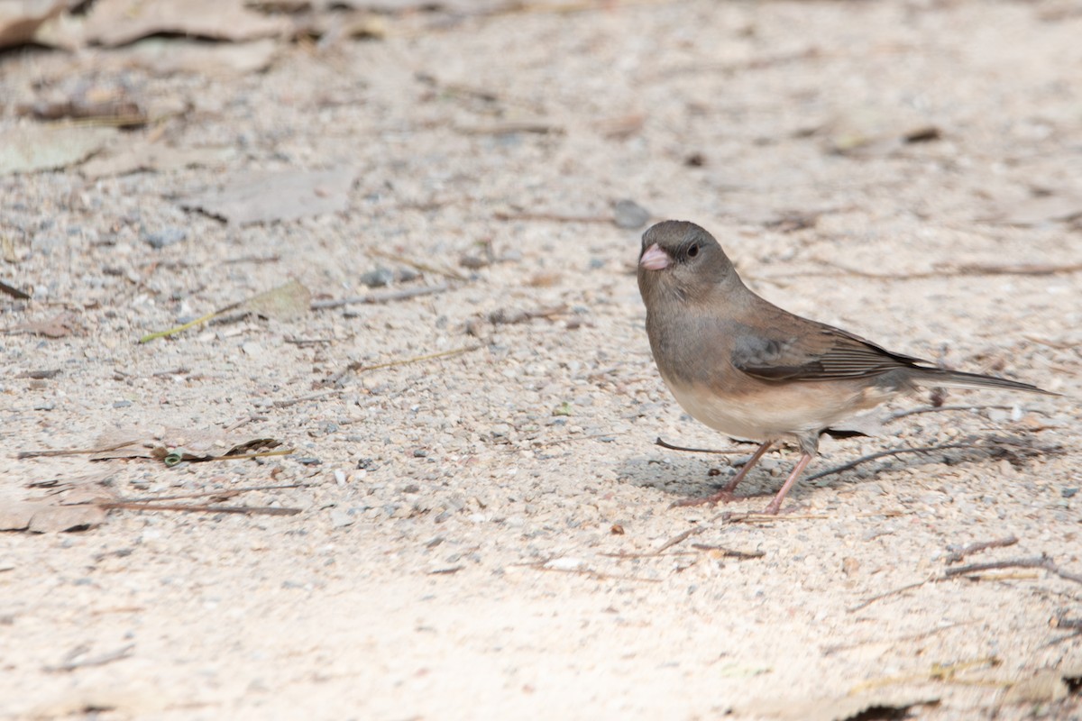 Dark-eyed Junco - ML625888427
