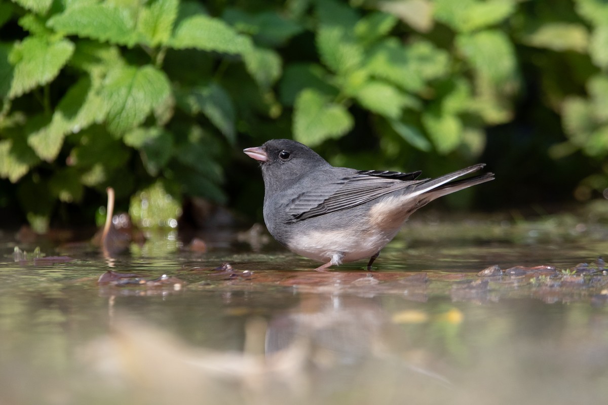 Dark-eyed Junco (Slate-colored) - ML625888461