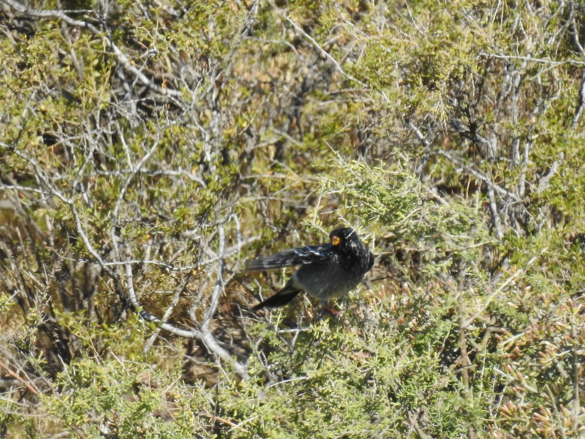 Mourning Sierra Finch - ML625888499