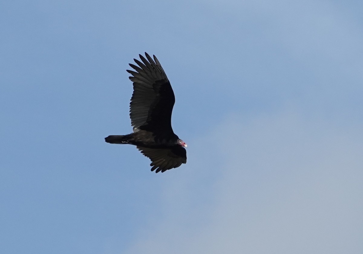 Turkey Vulture - ML625888744