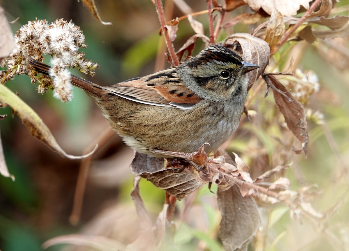 Swamp Sparrow - ML625888783