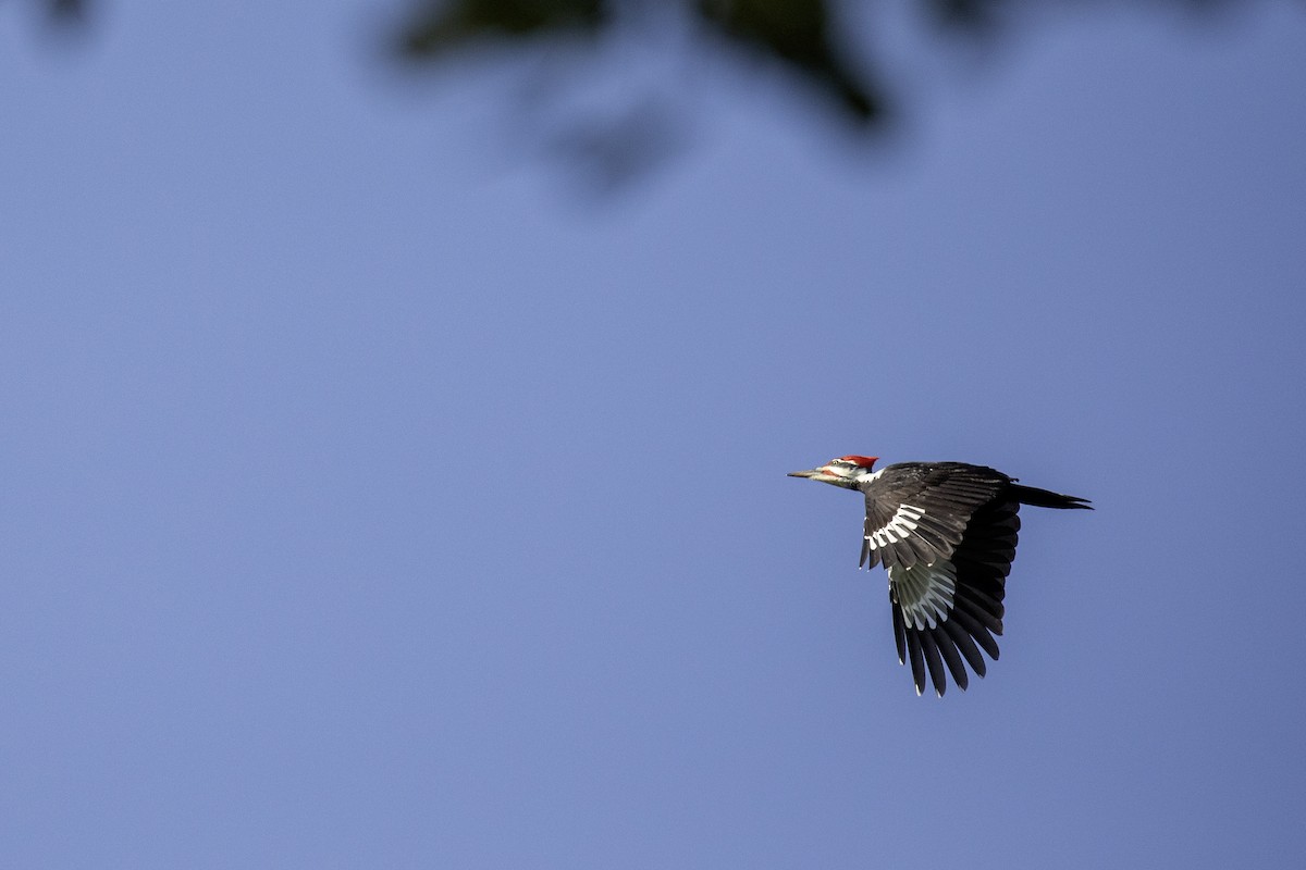 Pileated Woodpecker - ML625888985