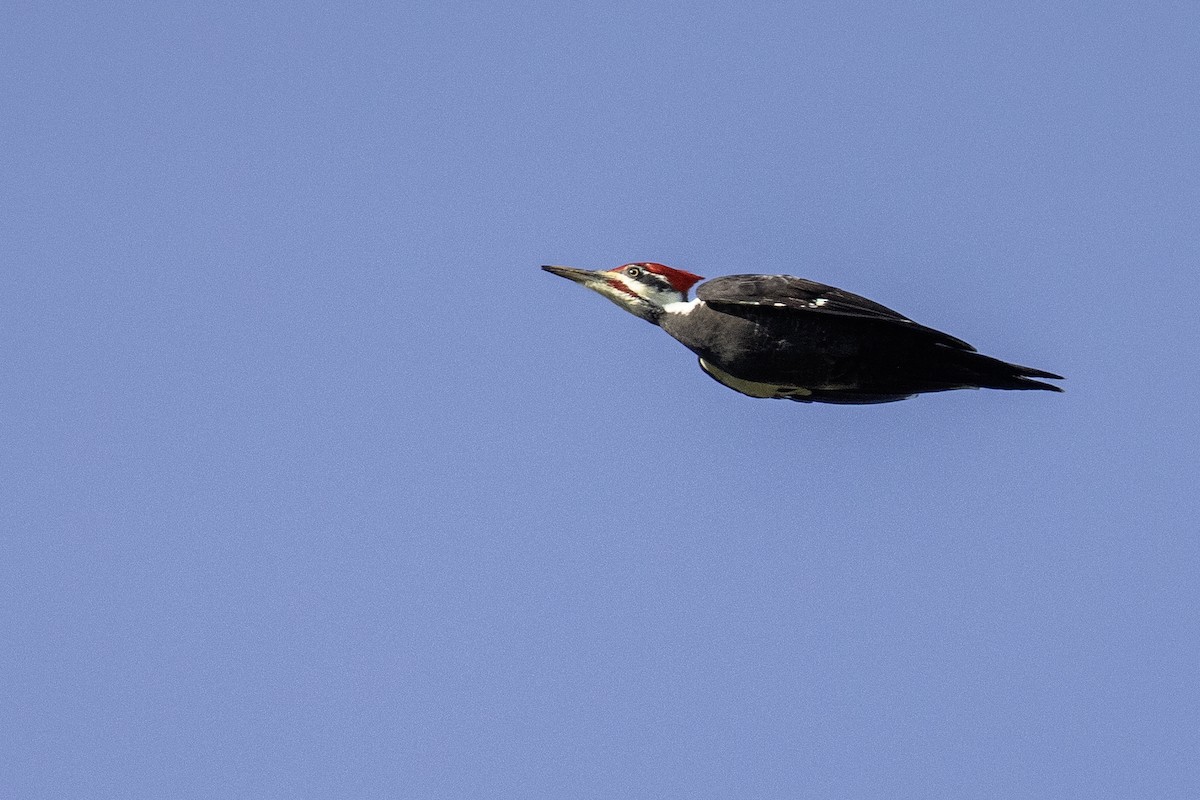 Pileated Woodpecker - ML625888986