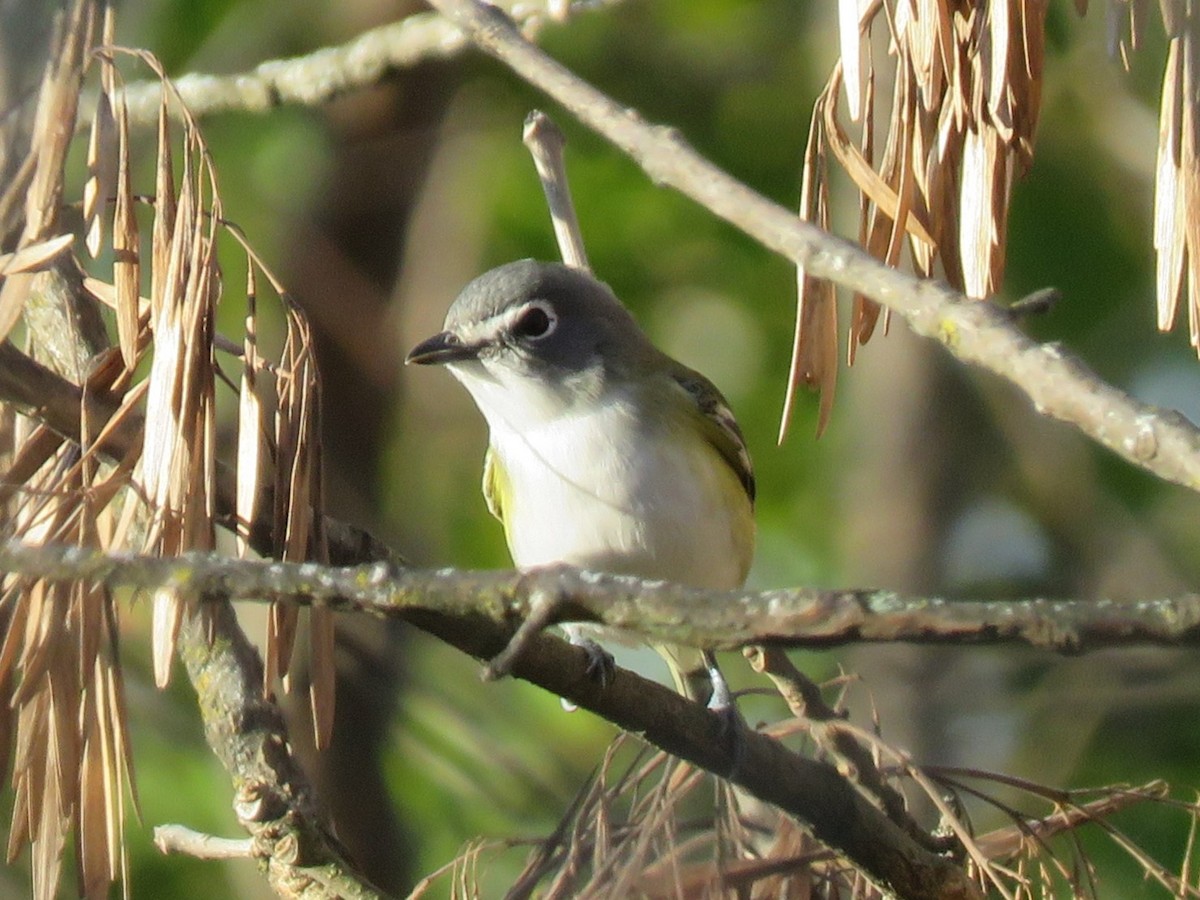 zelenáček brýlový - ML625889228