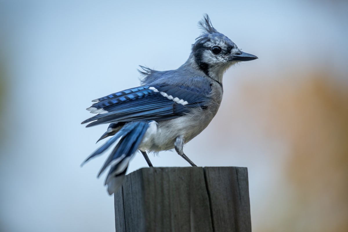 Blue Jay - ML625889247