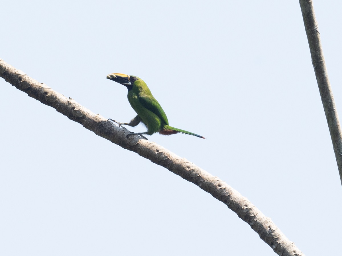 Southern Emerald-Toucanet (Black-throated) - ML625889283