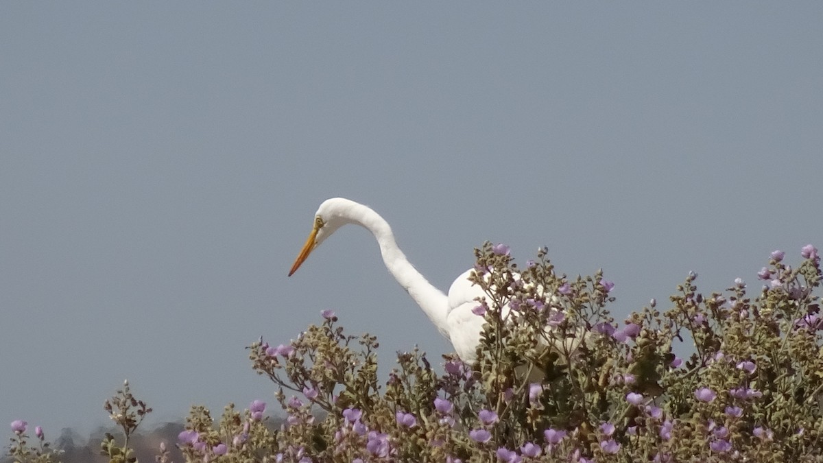 Great Egret - ML625889302