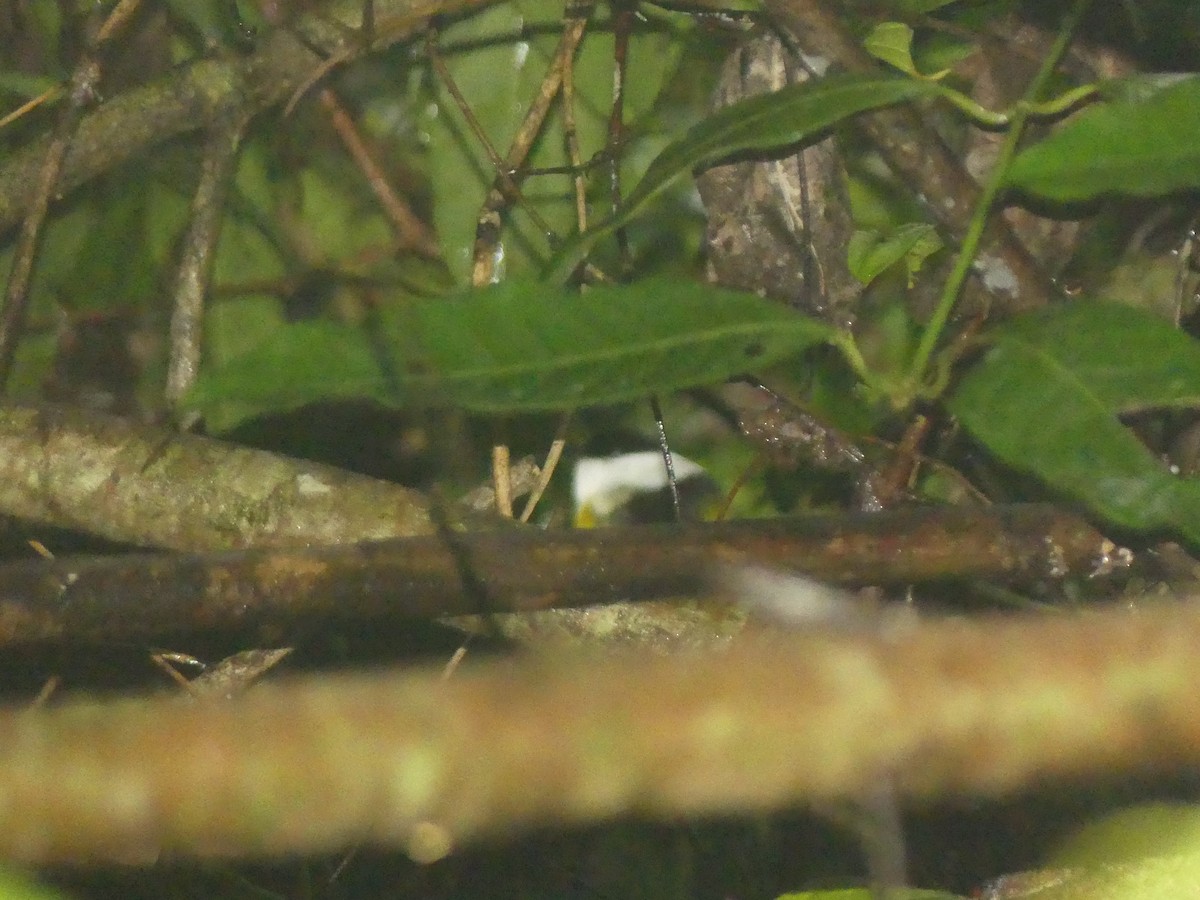 White-collared Manakin - ML625889380