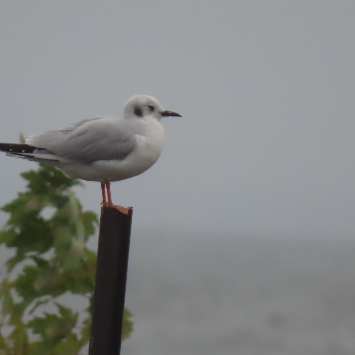 Bonaparte's Gull - ML625889402
