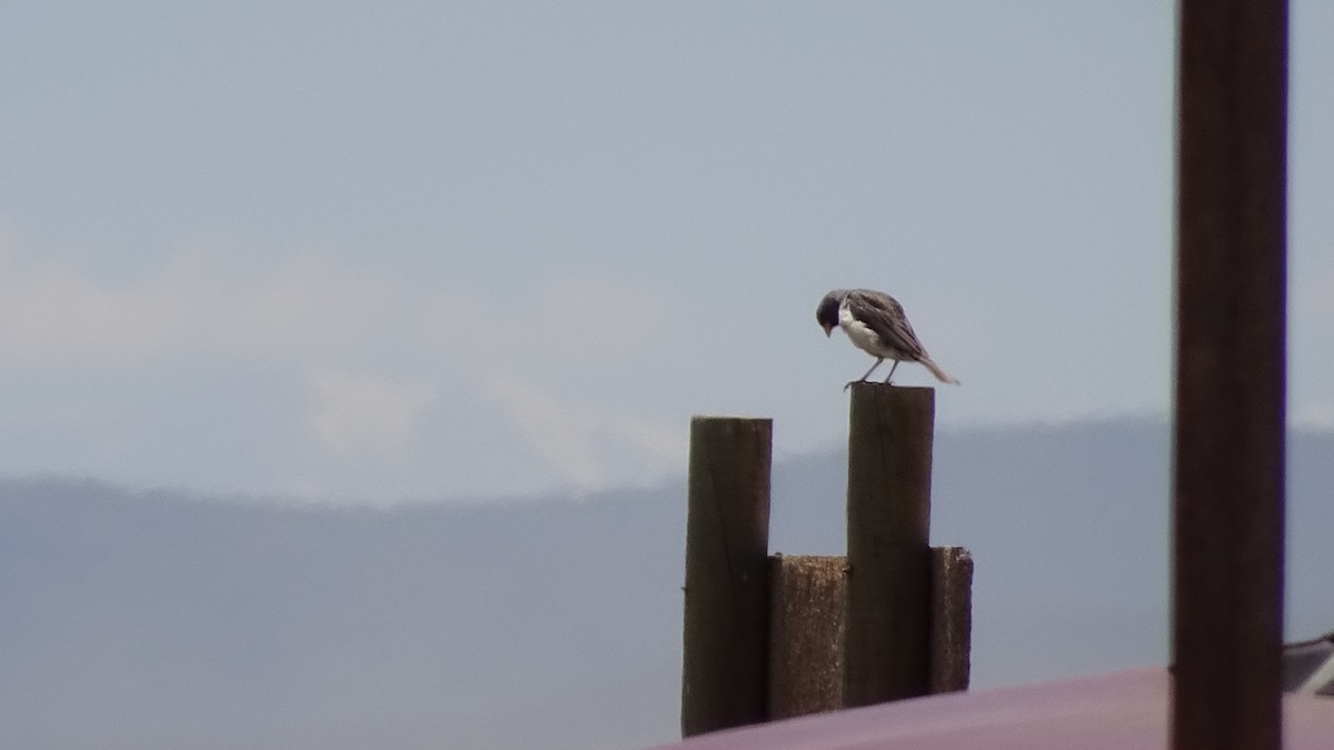 Band-tailed Sierra Finch - ML625889427