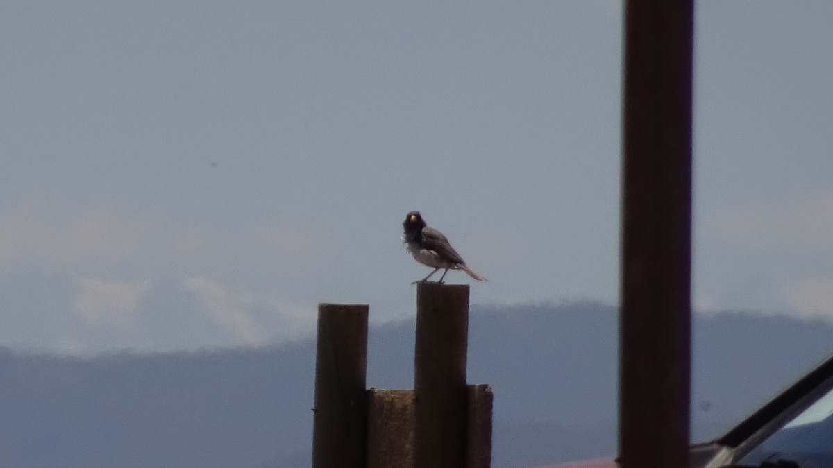 Band-tailed Sierra Finch - ML625889428