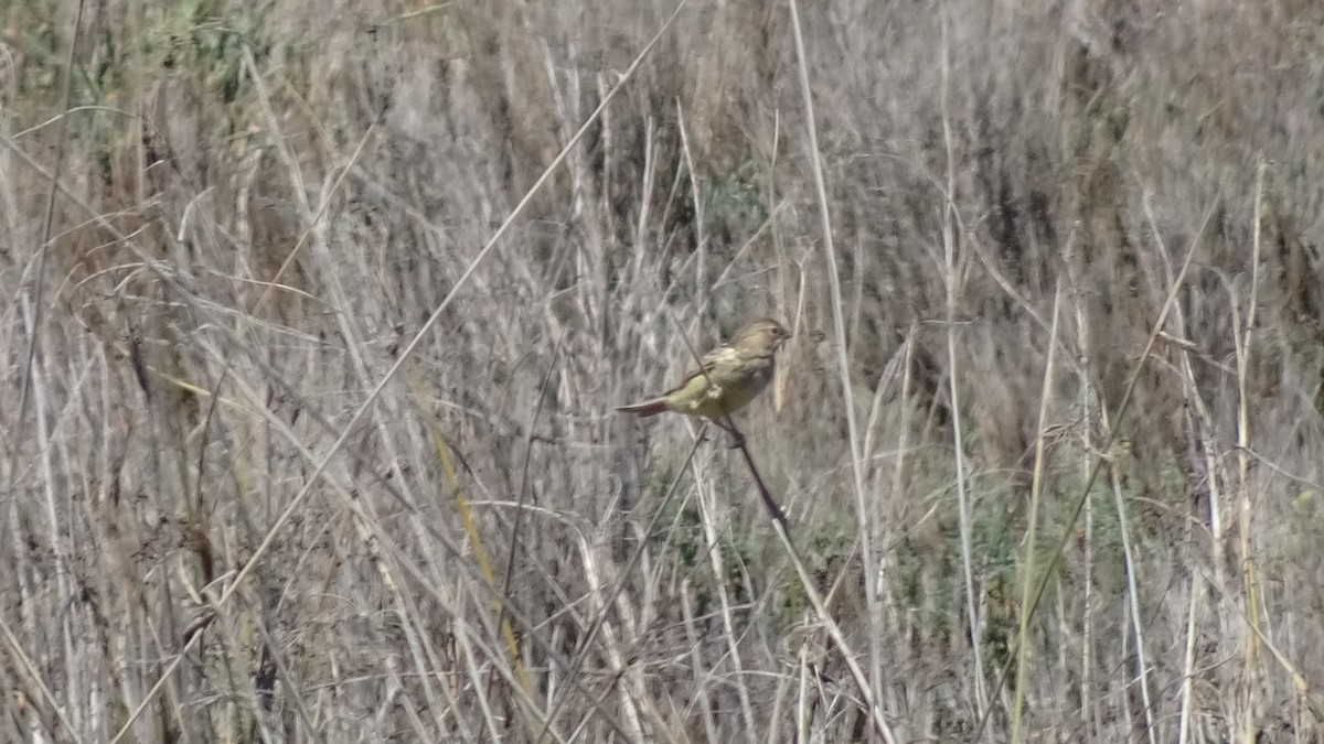 Grassland Yellow-Finch - ML625889454