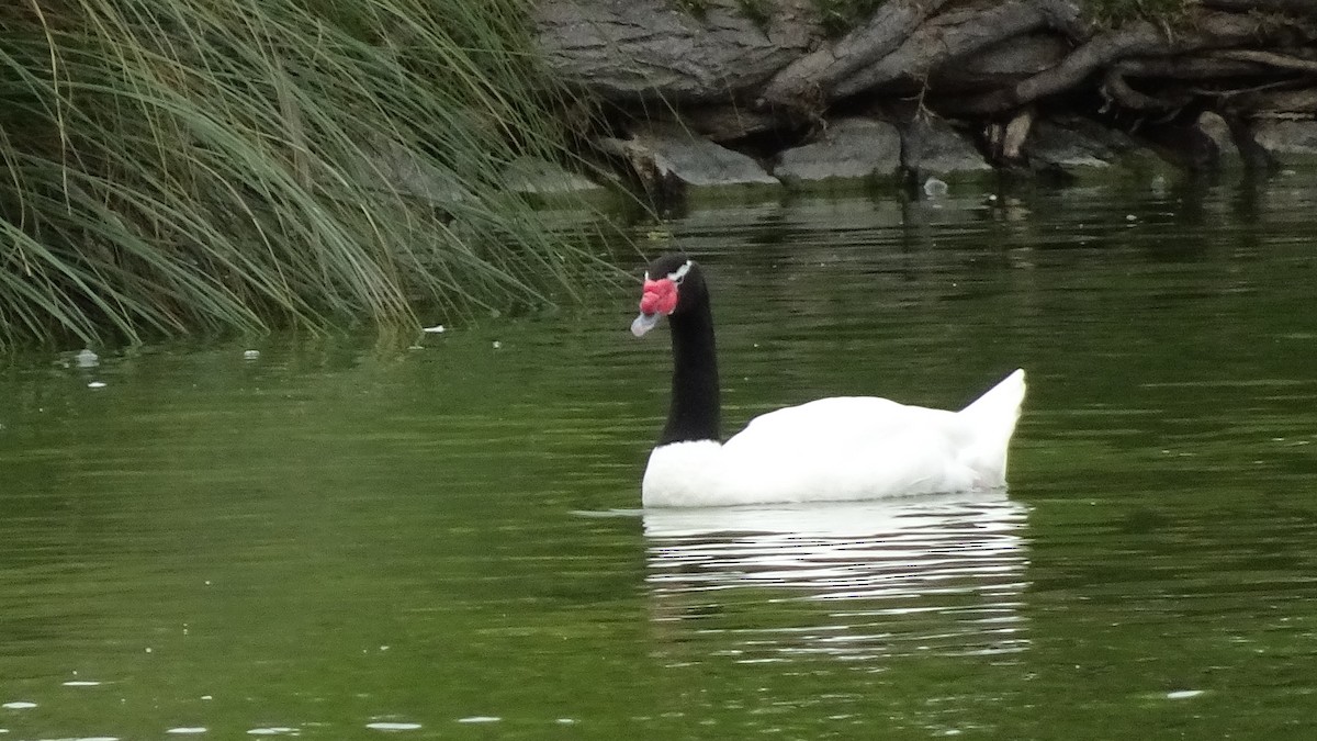 Black-necked Swan - ML625889564