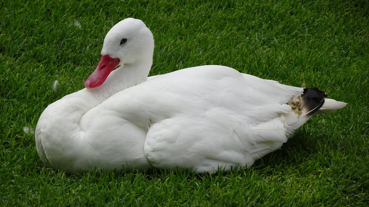 Coscoroba Swan - ML625889576