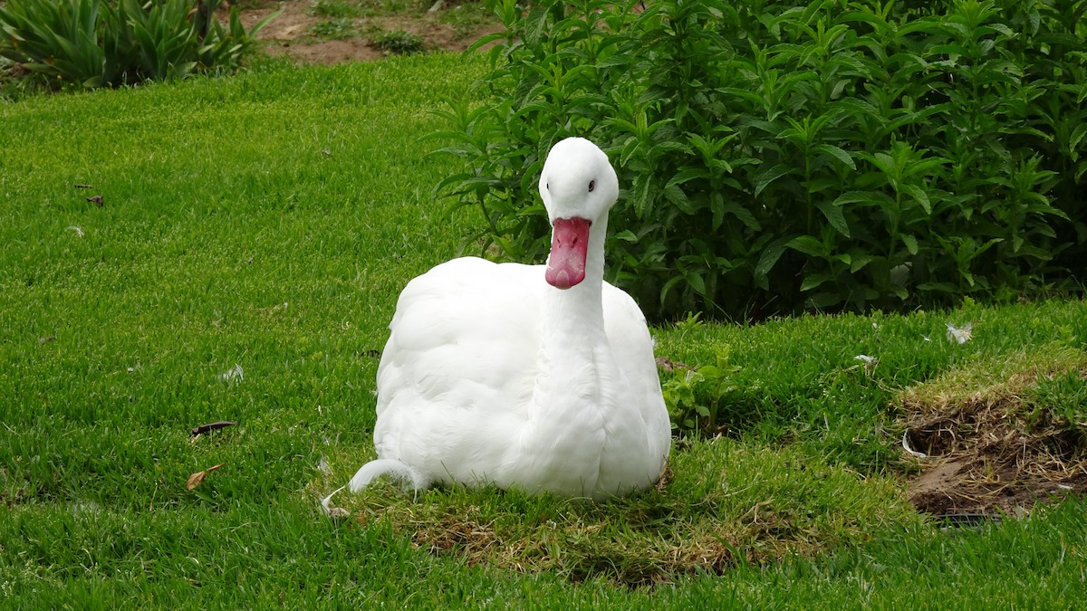 Coscoroba Swan - ML625889577