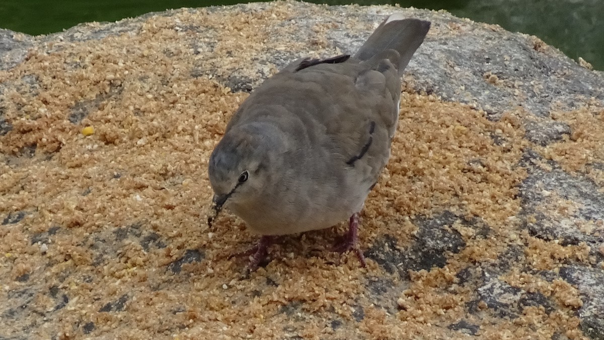 Picui Ground Dove - ML625889652