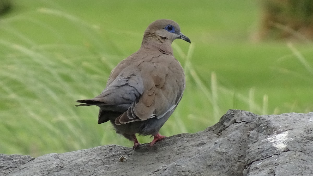 West Peruvian Dove - ML625889676