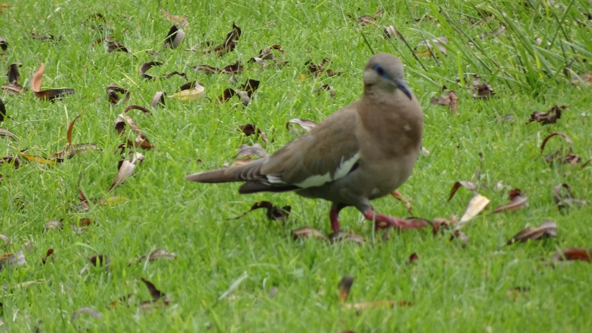 West Peruvian Dove - ML625889677