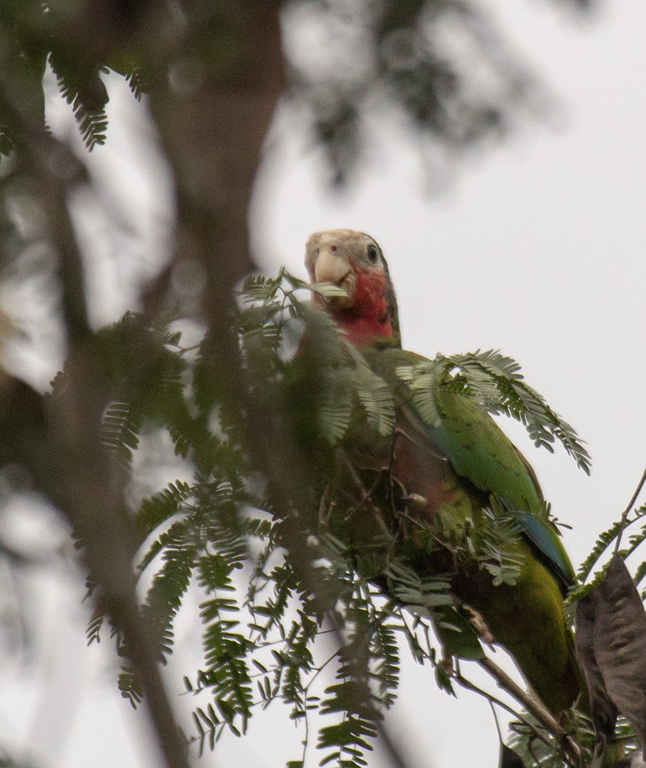 Amazona Cubana (leucocephala) - ML625889683