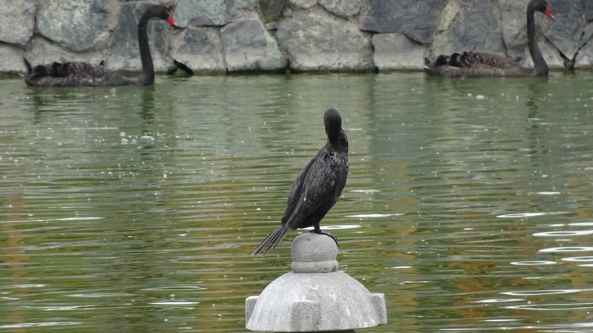 Neotropic Cormorant - ML625889740