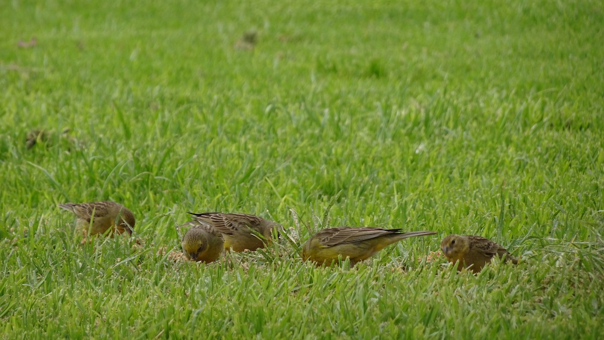 Grassland Yellow-Finch - ML625889884