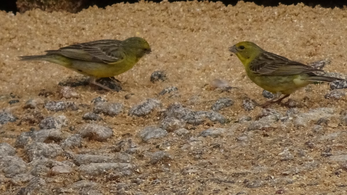 Grassland Yellow-Finch - ML625889886