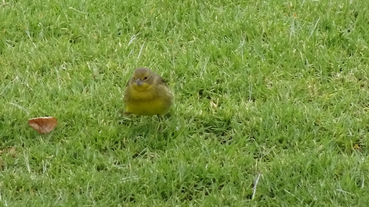 Grassland Yellow-Finch - ML625889887