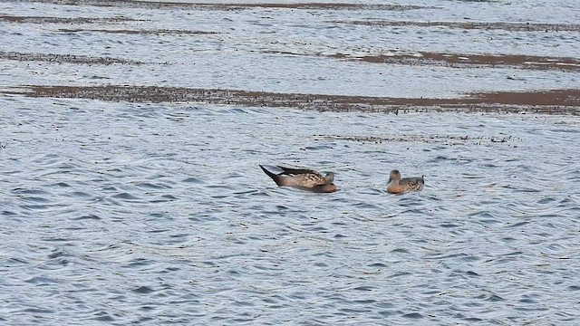 Crested Duck - ML625890146