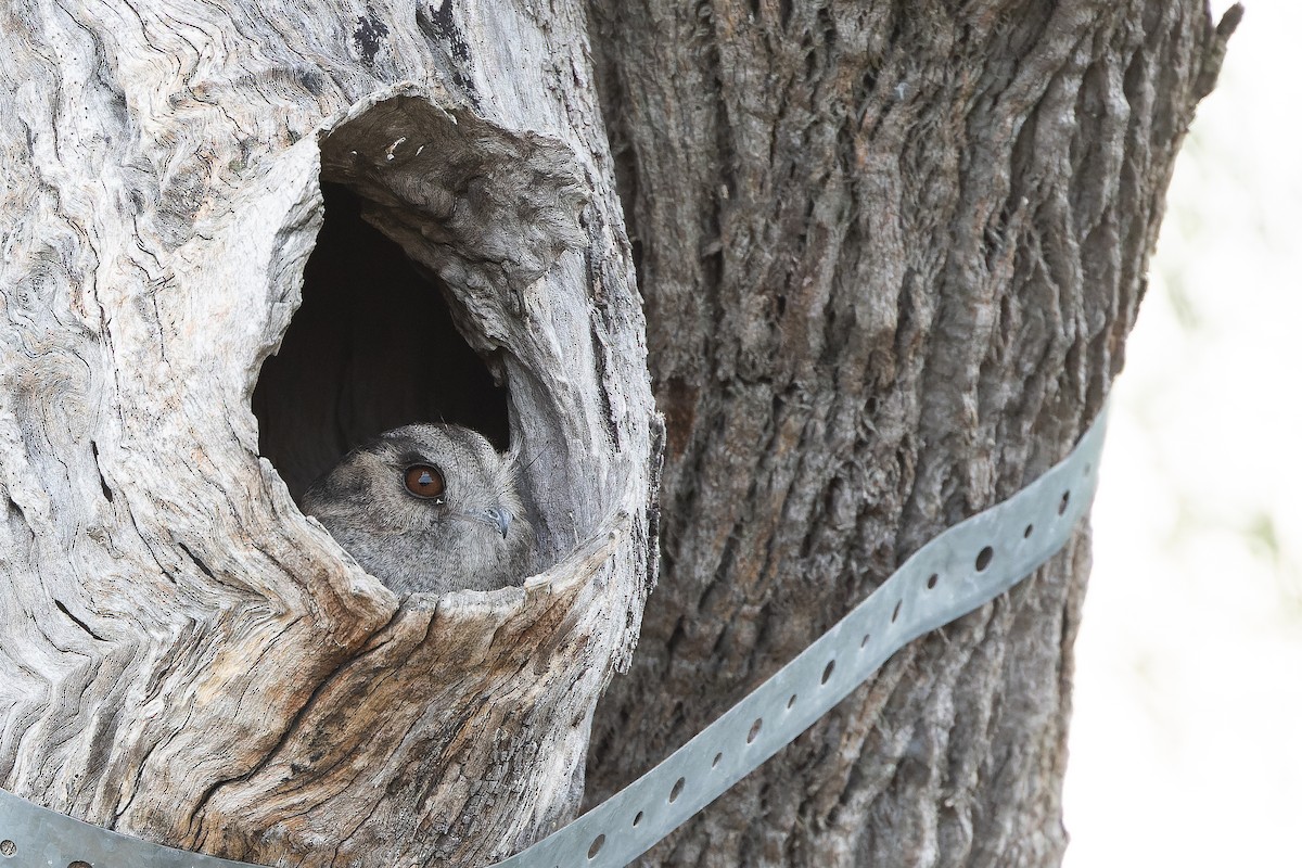 Australian Owlet-nightjar - ML625890373