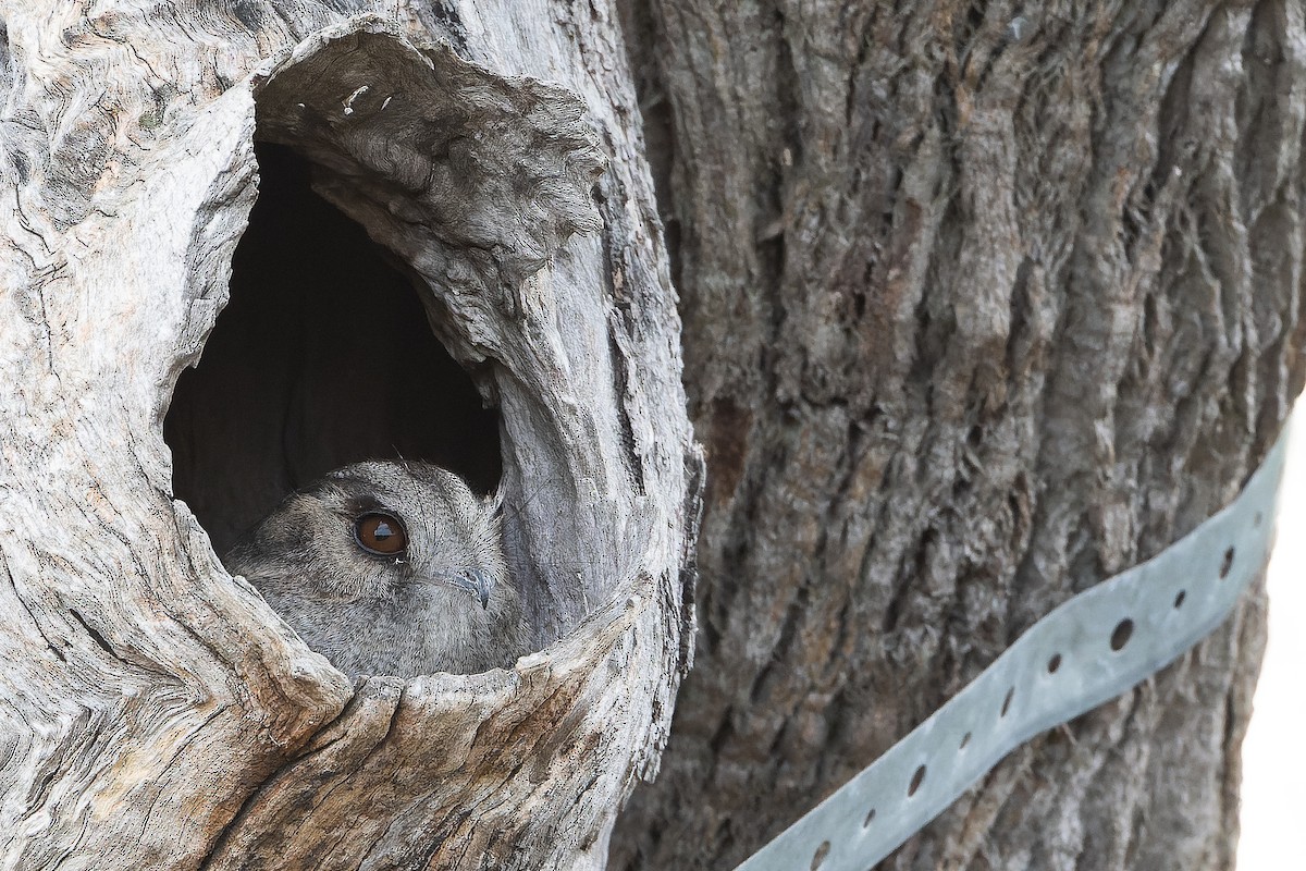 Australian Owlet-nightjar - ML625890374