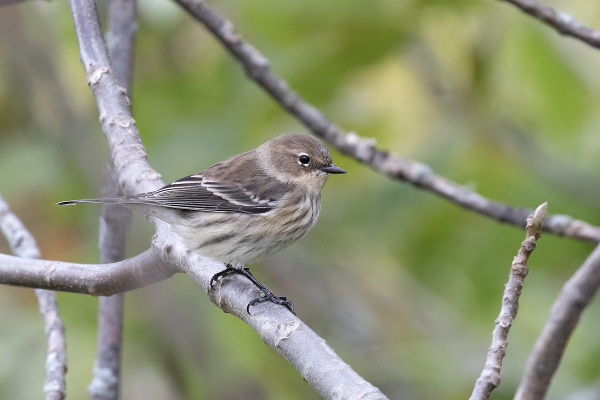 Yellow-rumped Warbler - ML625890614