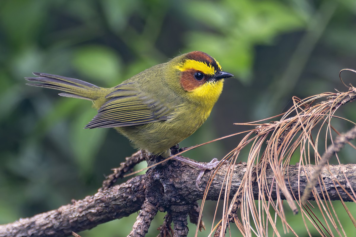 Golden-browed Warbler - ML625890624