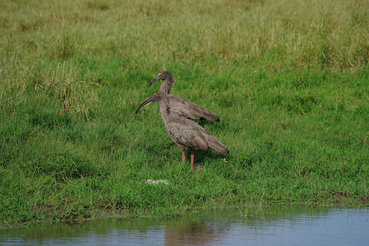 Plumbeous Ibis - ML625890772