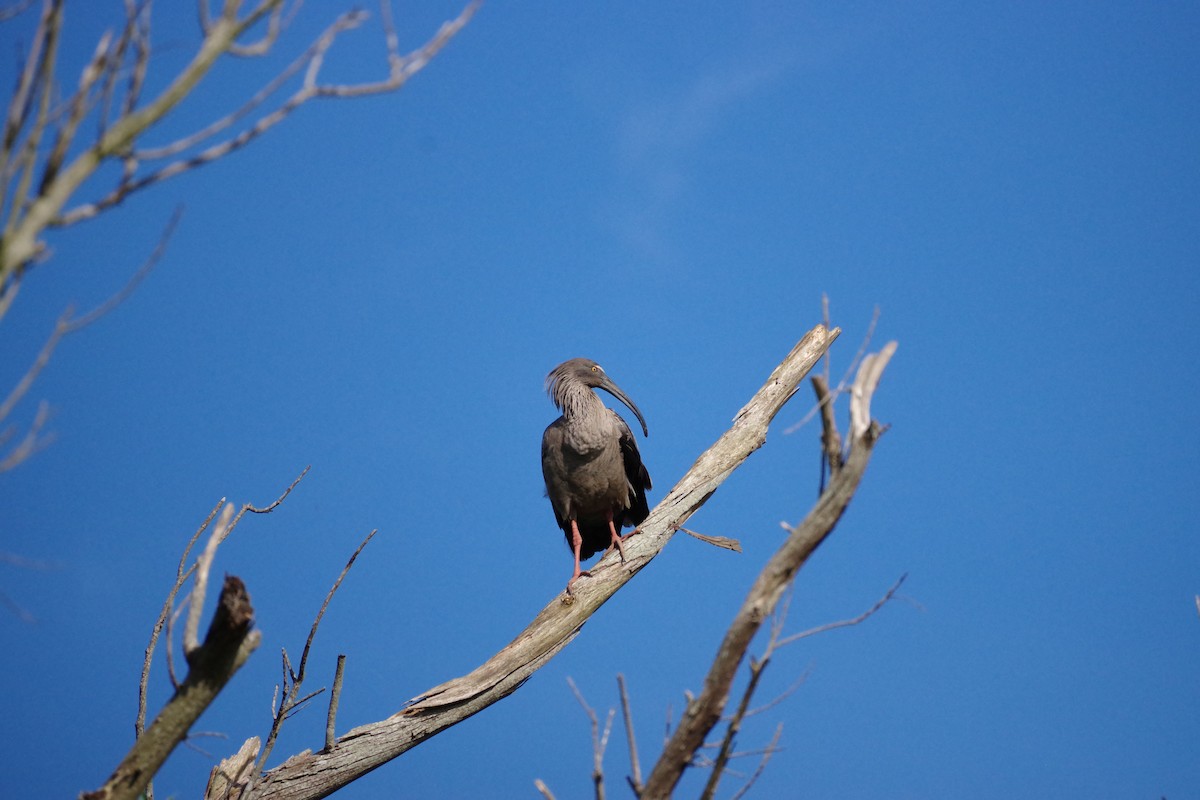 Plumbeous Ibis - ML625890773