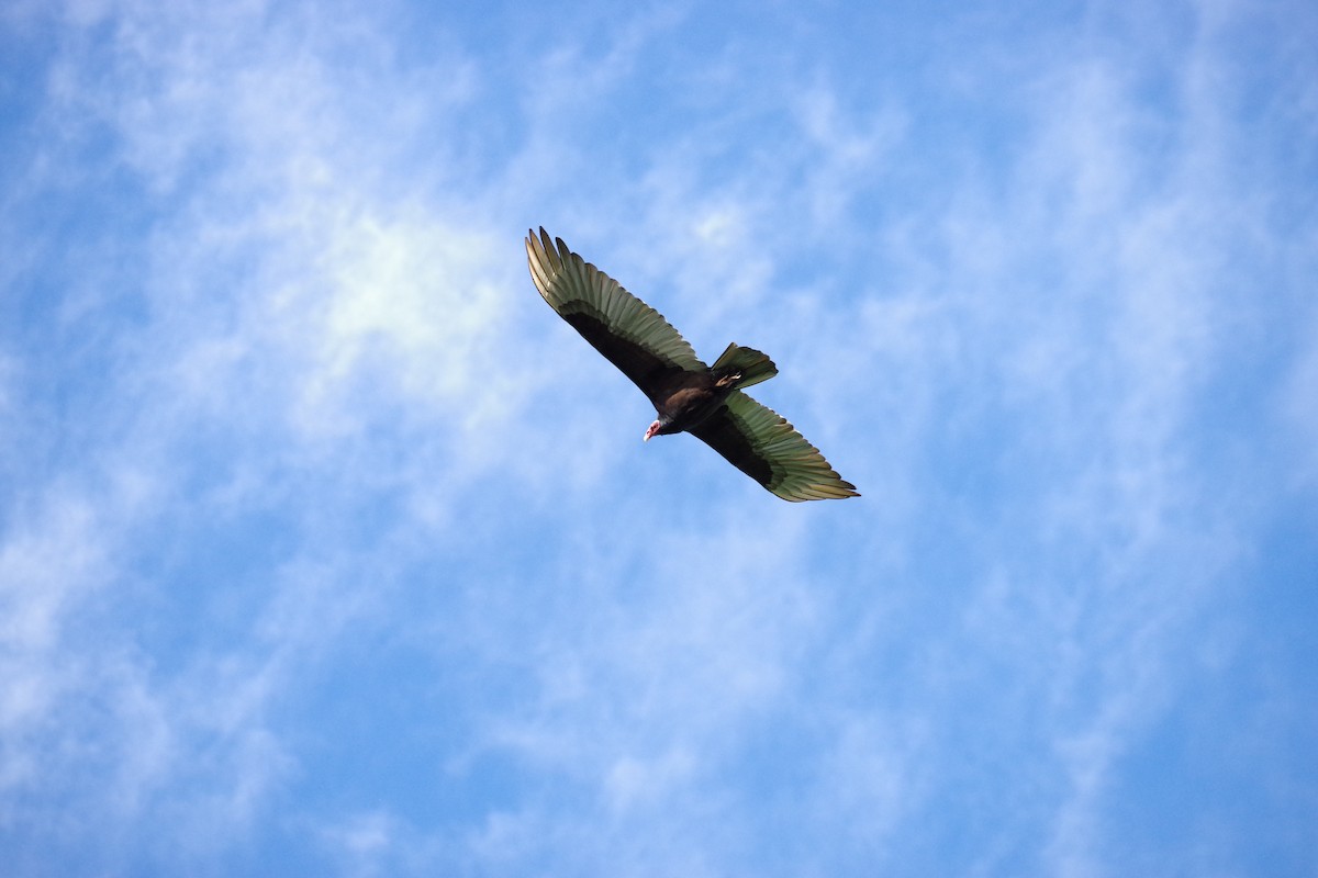 Turkey Vulture - ML625890852