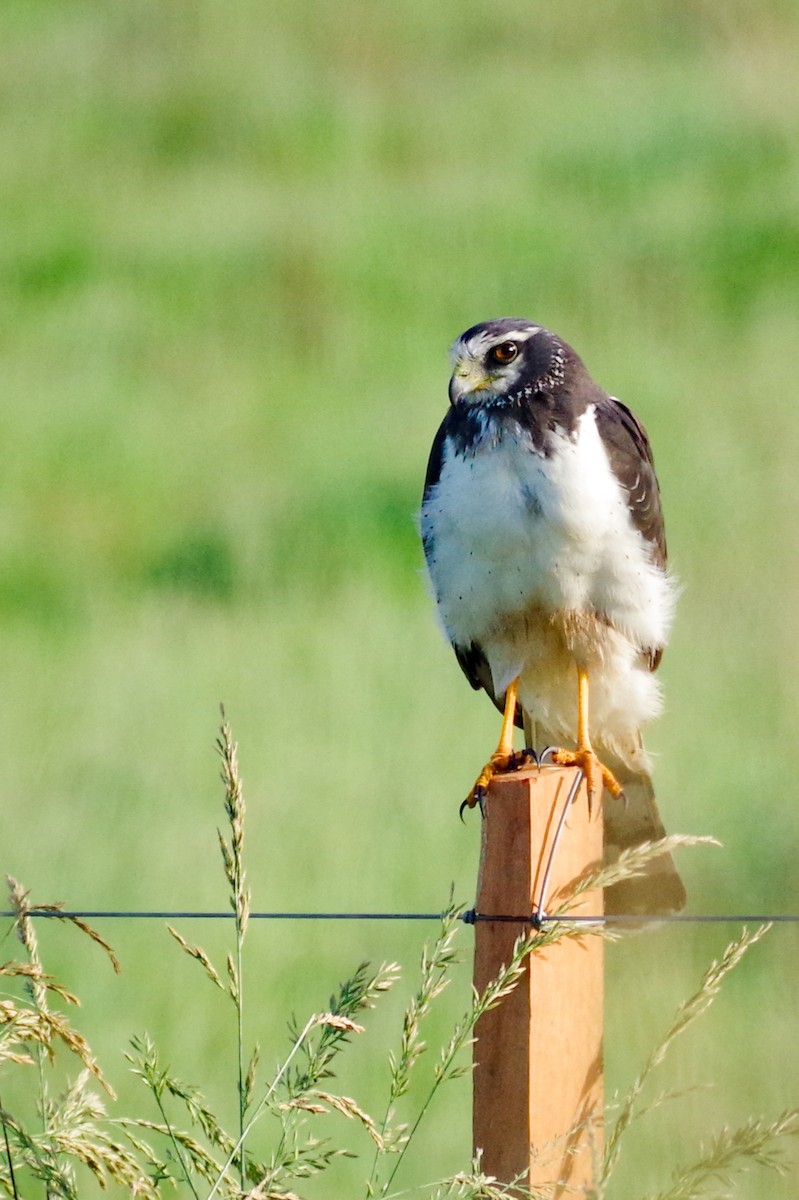 Long-winged Harrier - ML625890889