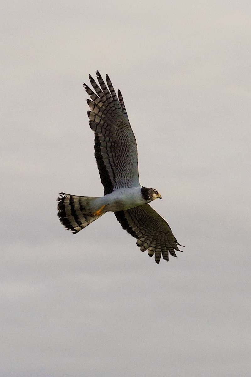 Long-winged Harrier - ML625890890