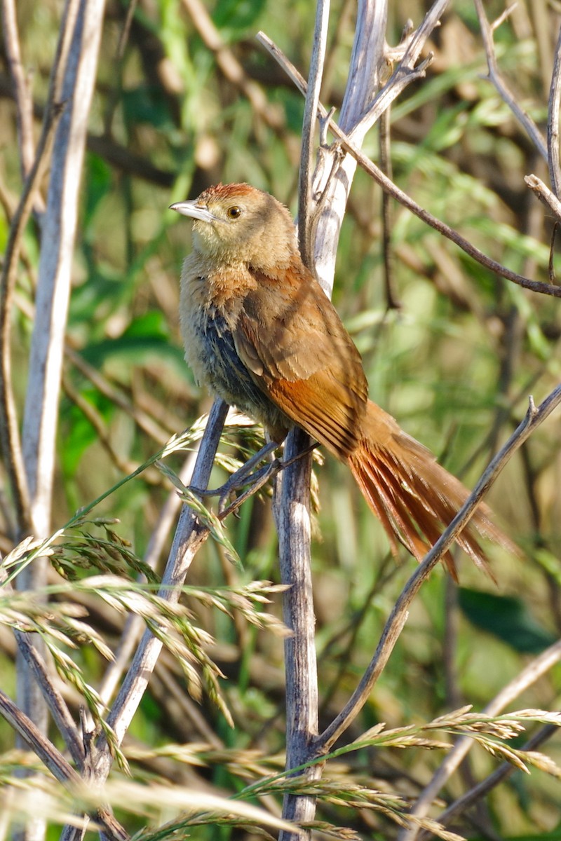 Freckle-breasted Thornbird - ML625890900