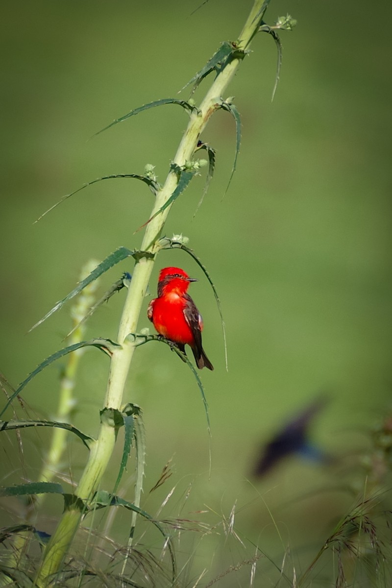 Vermilion Flycatcher - ML625890905