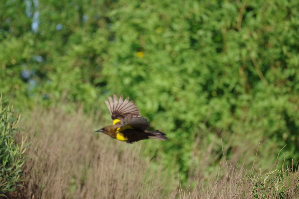 Brown-and-yellow Marshbird - ML625890939