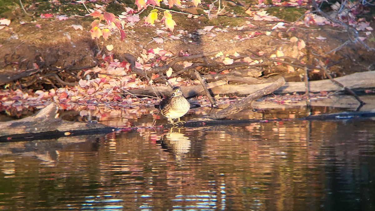 Wood Duck - ML625890945