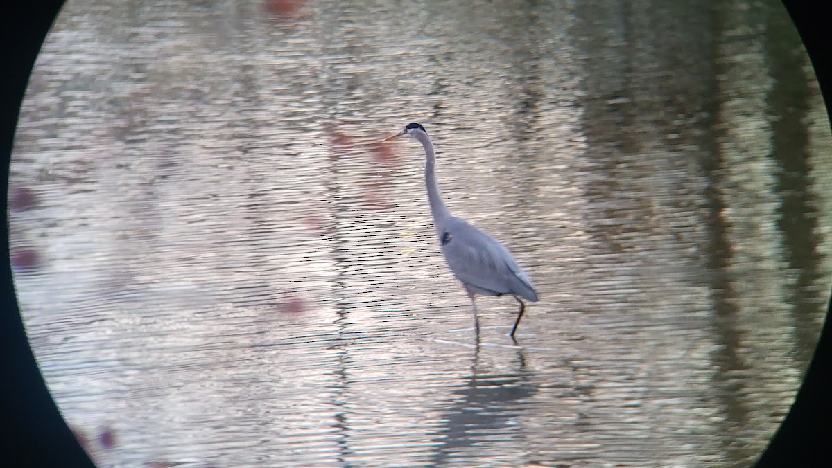 Great Blue Heron - ML625890948