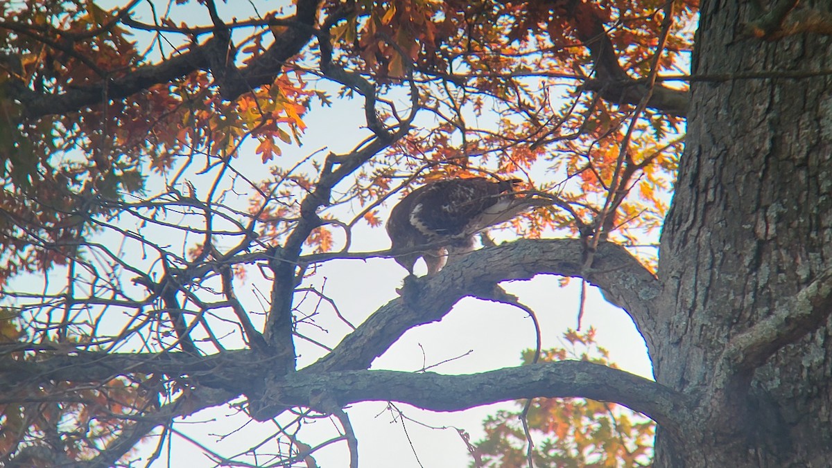 Red-tailed Hawk - ML625890951