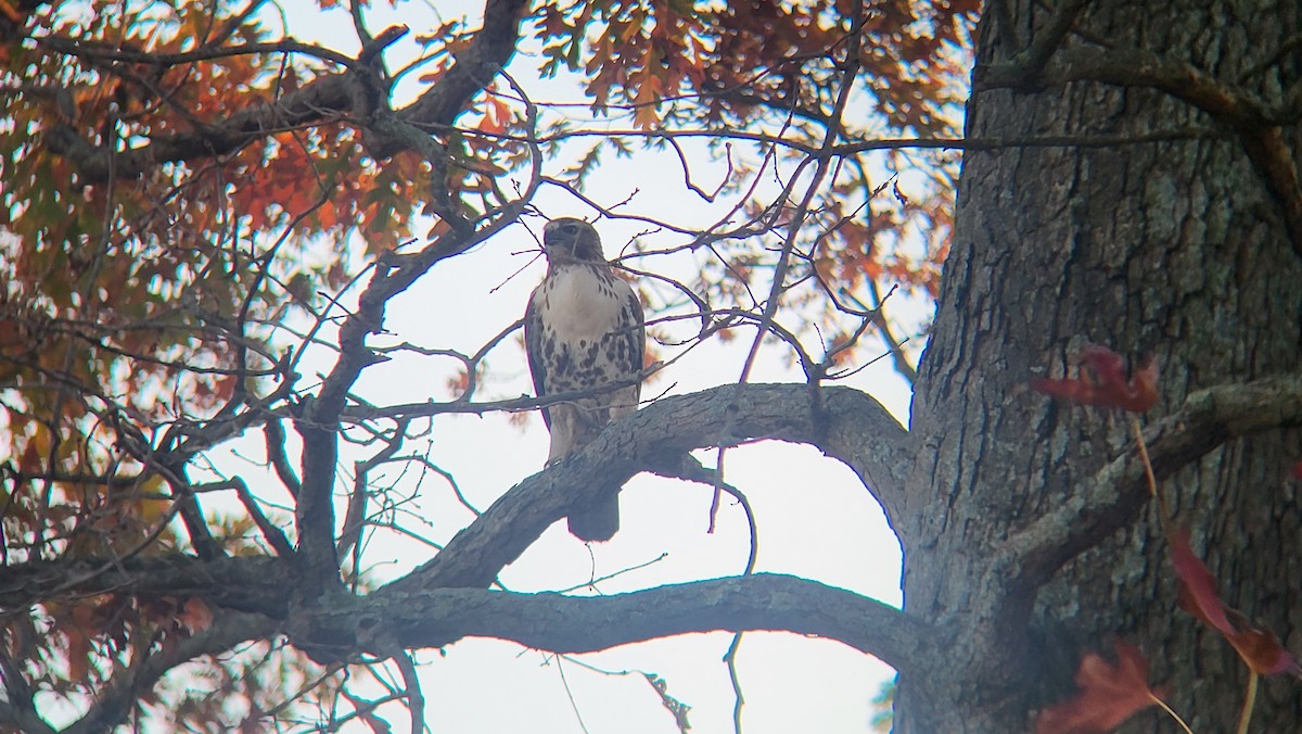 Red-tailed Hawk - ML625890970