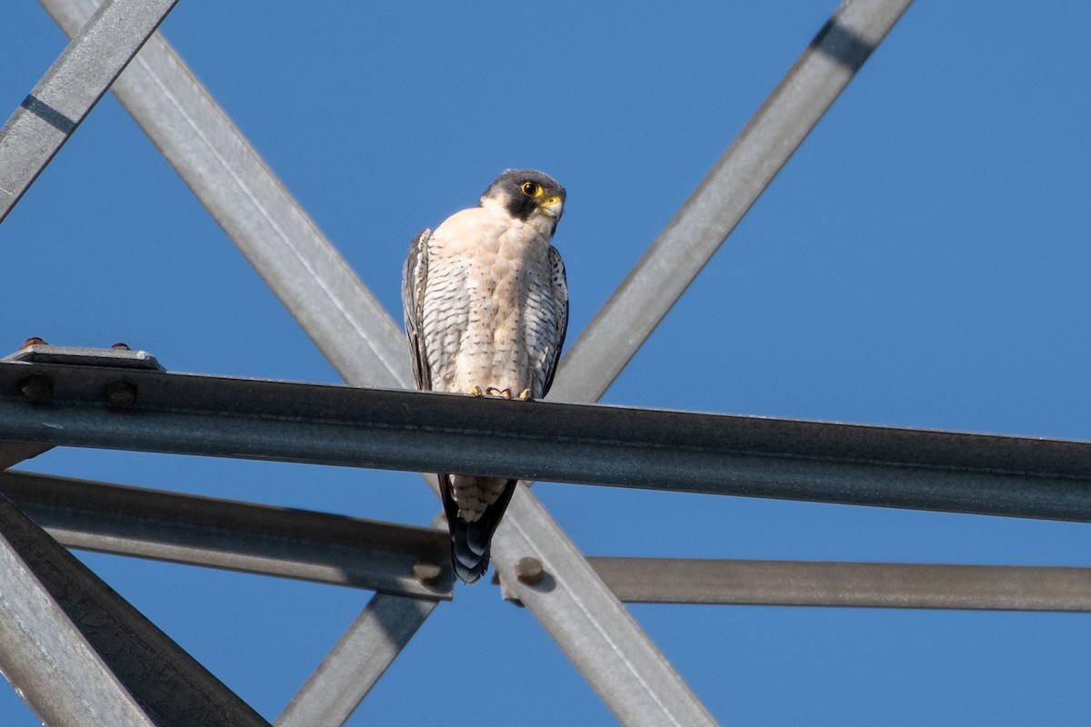 Peregrine Falcon - ML625891418