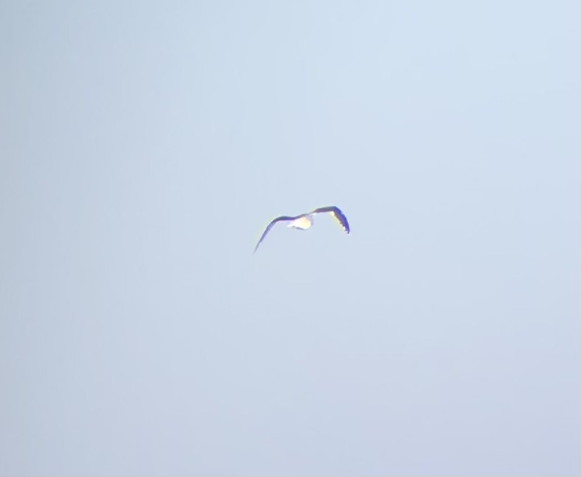 Great Black-backed Gull - ML625891736