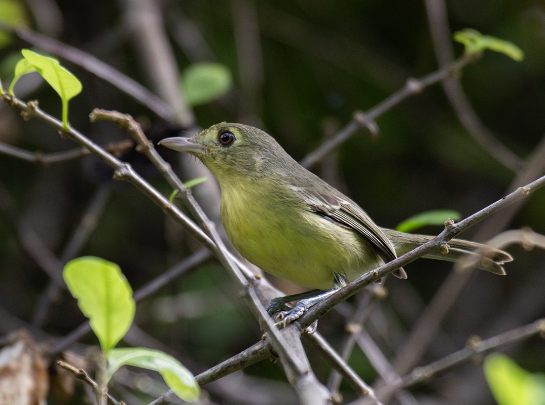 Vireo Cubano - ML625891751