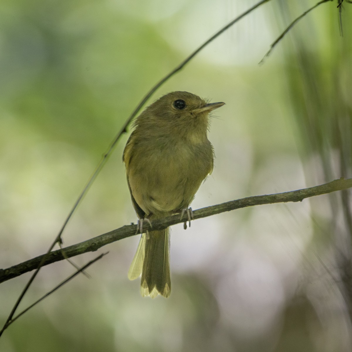 Brown-breasted Pygmy-Tyrant - ML625891840