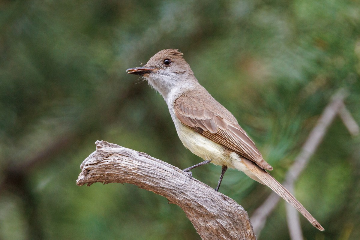 Dusky-capped Flycatcher - ML625891841